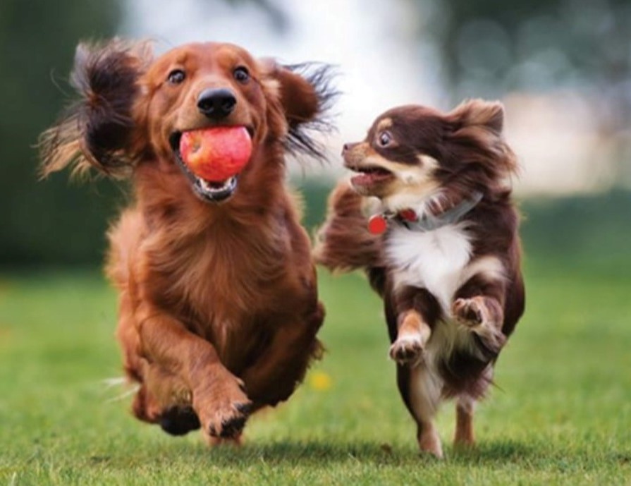 dogs running with toy