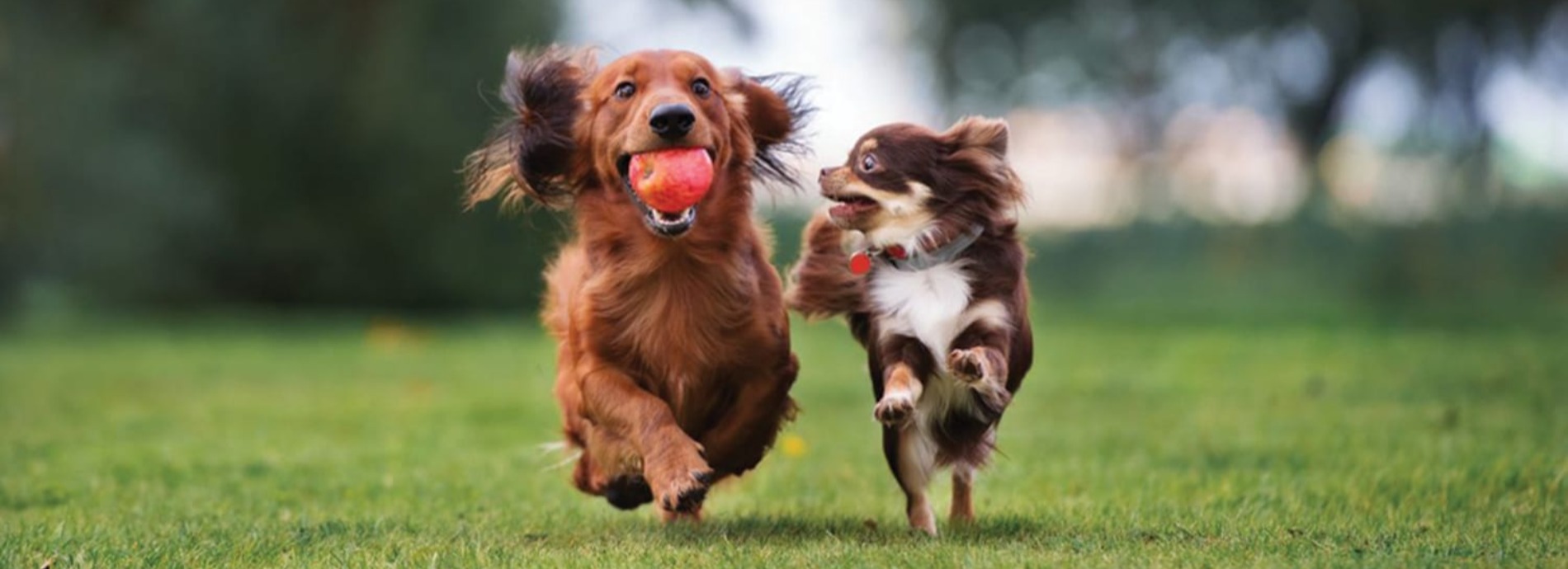 2 dogs running beside each other, one has a ball in it's mouth