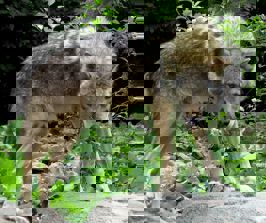 Coyote